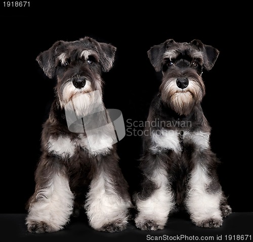 Image of Miniature schnauzer puppies