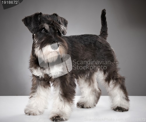 Image of Miniature schnauzer puppy