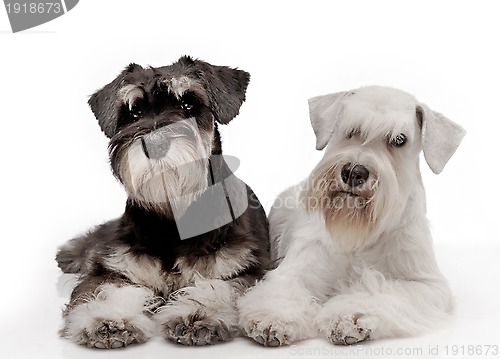 Image of Miniature schnauzer puppies