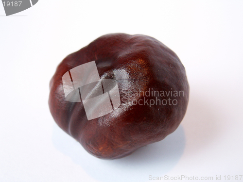 Image of chestnut