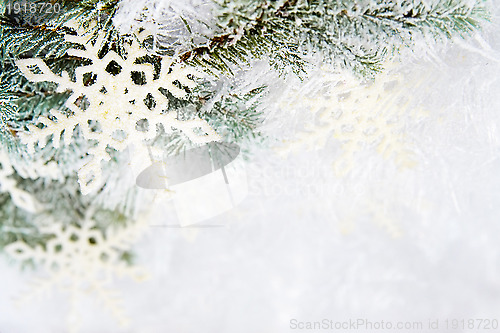 Image of Snowy spruce branches