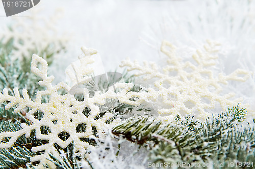 Image of Snowy spruce branches