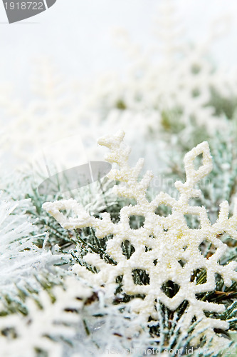 Image of Snowy spruce branches