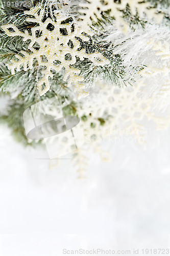 Image of Snowy spruce branches