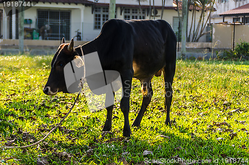 Image of A Cow with rope