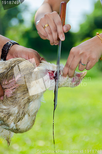 Image of blood squirt from chicken