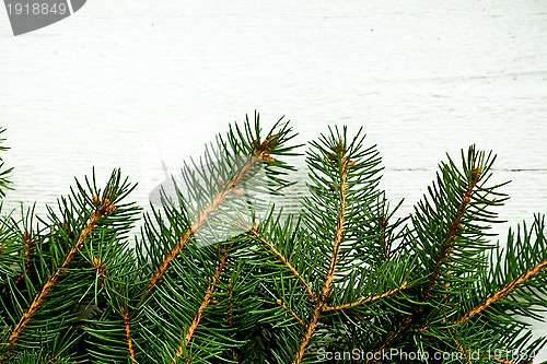 Image of fir tree on white wooden board