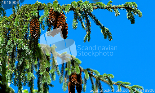 Image of Pine Tree and Cones