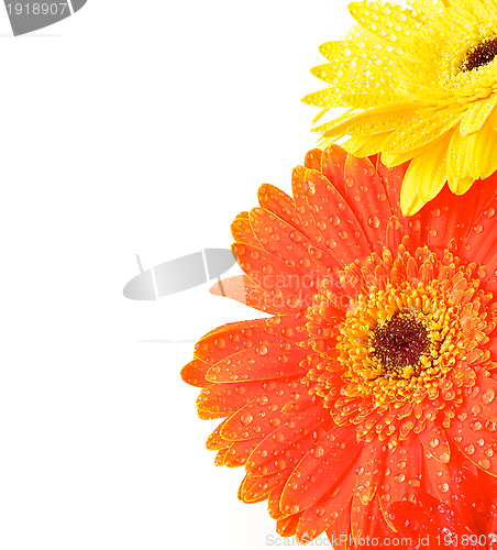 Image of Yellow and Orange Gerbera Flowers