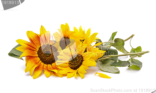 Image of Bunch of Perfect Sunflowers
