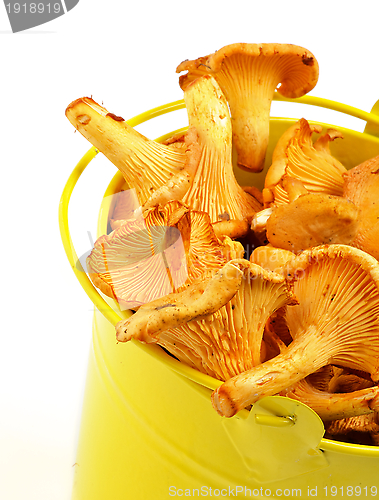 Image of Chanterelles in Yellow Bucket