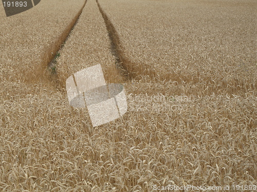 Image of tracks in field