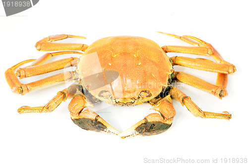 Image of Hairy crab