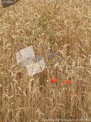 Image of corn field