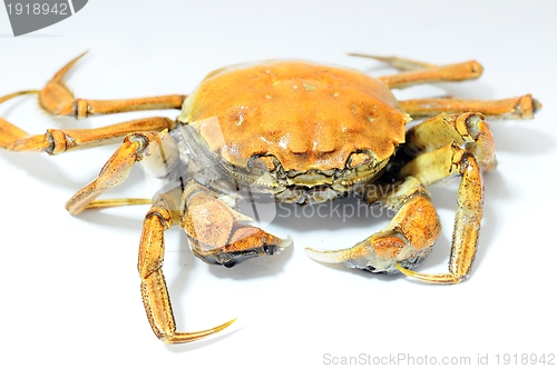 Image of Hairy crab