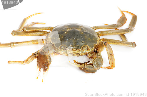 Image of Hairy crab