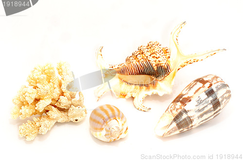 Image of Seashell