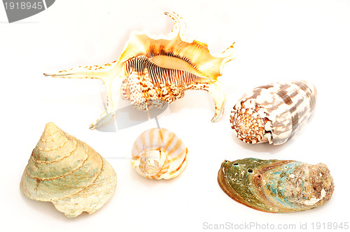 Image of Seashell