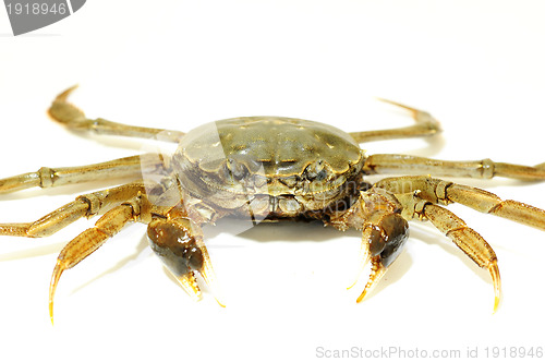 Image of Hairy crab