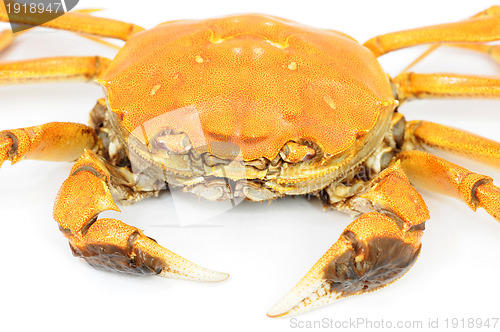 Image of Hairy crab