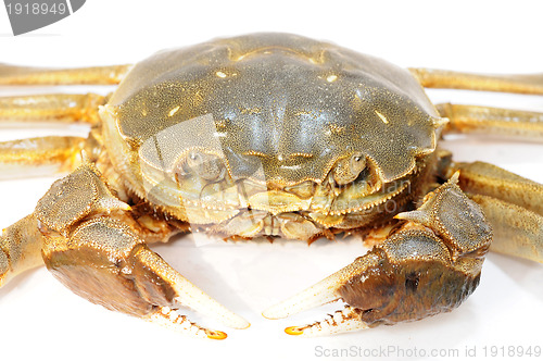 Image of Hairy crab