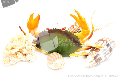 Image of Seashell