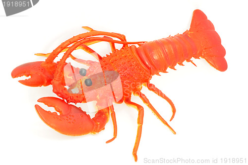 Image of Toy of lobster 