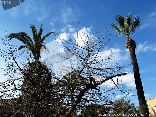 Image of Palm trees and blue skies. Nicosia. Cyprus