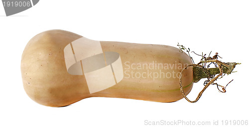 Image of Butternut squash