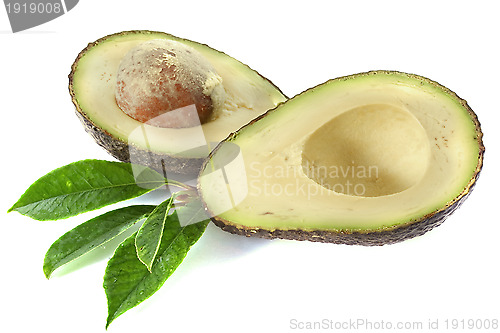 Image of avocado