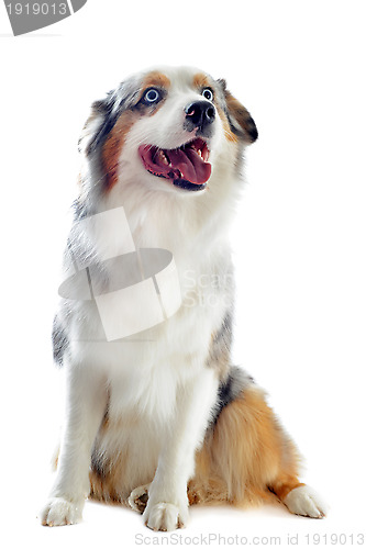 Image of australian shepherd