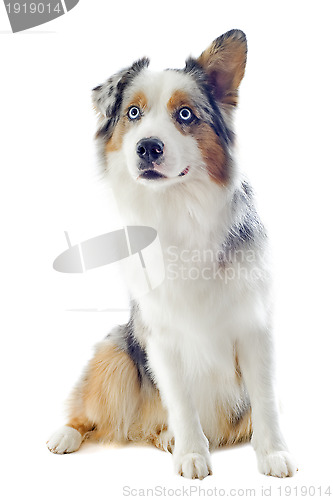 Image of australian shepherd