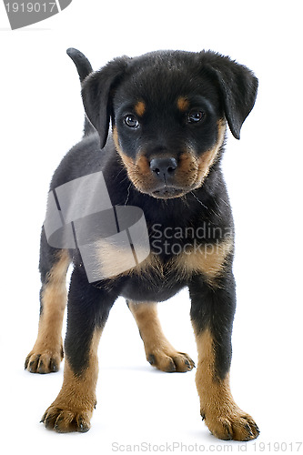 Image of rottweiler