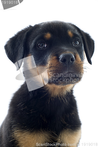 Image of rottweiler