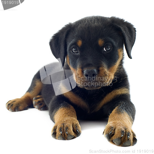 Image of rottweiler