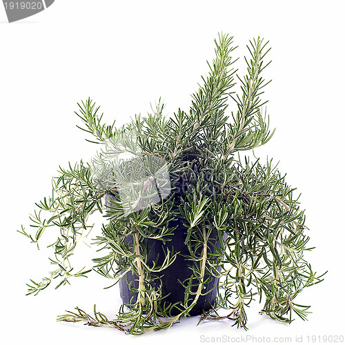 Image of Rosemary in pot