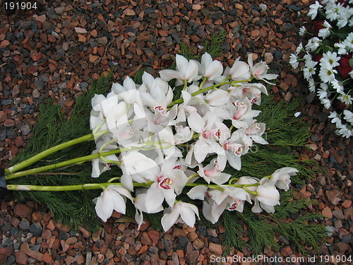 Image of orchids on red gravel