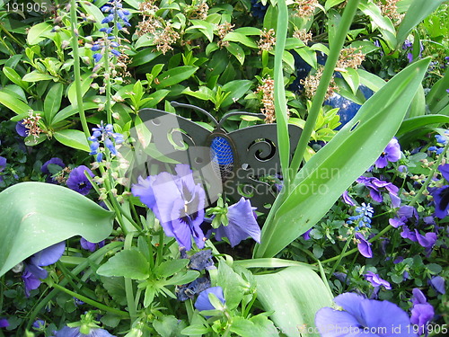 Image of iron butterfly in blue flowers