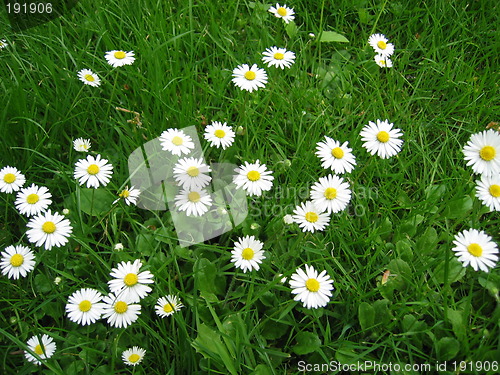 Image of white flowers in the grass