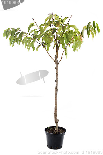 Image of cherry tree in pot