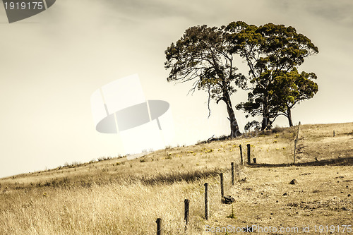 Image of Trees on a hill