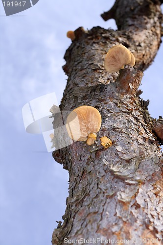 Image of Tree mushroom