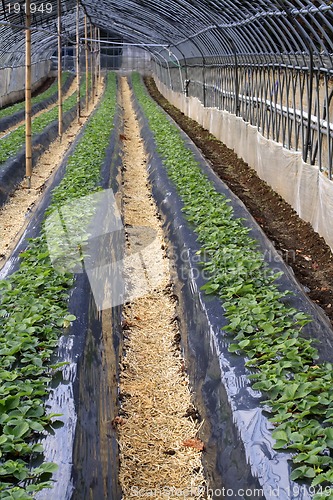 Image of Strawberry culture