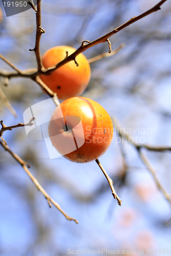 Image of Persimmon fruits