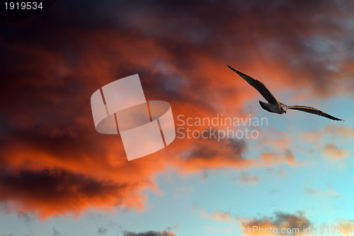 Image of Seagull against sunset sky