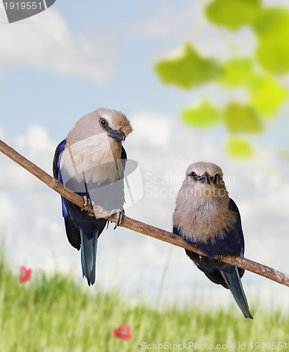 Image of Tropical Birds