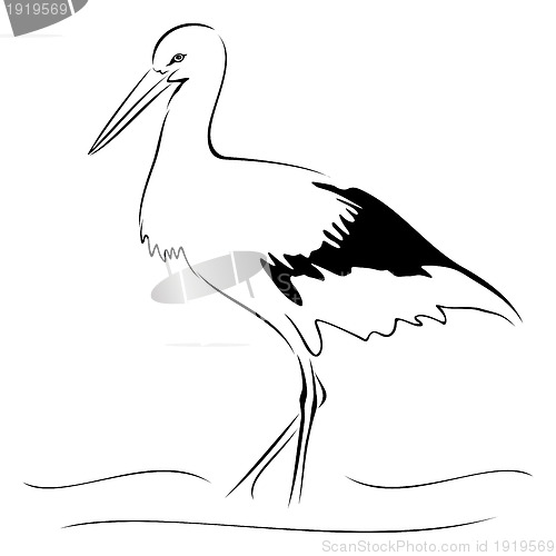 Image of Stork on sketch