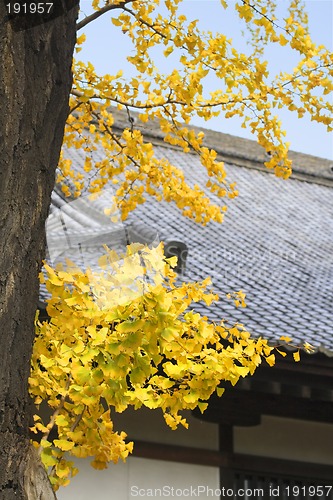 Image of Autumn Japanese temple roof