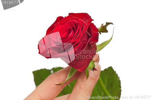 Image of red rose