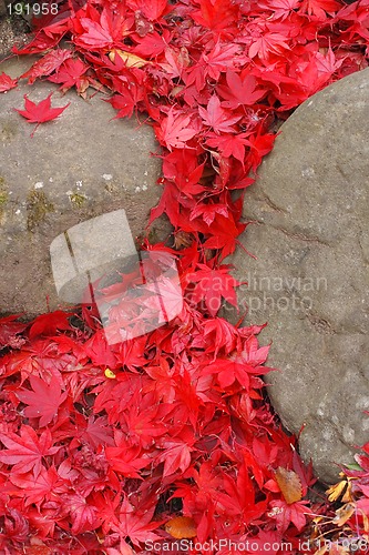 Image of Maple leaves waterfall